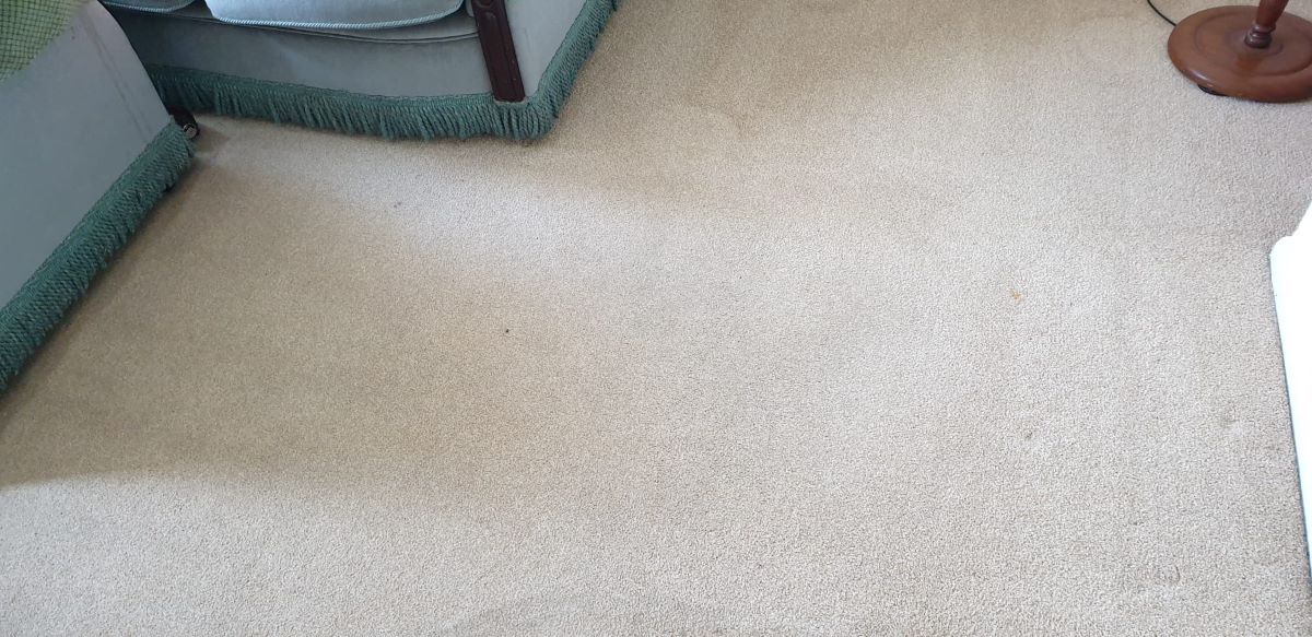 domestic carpet after cleaning