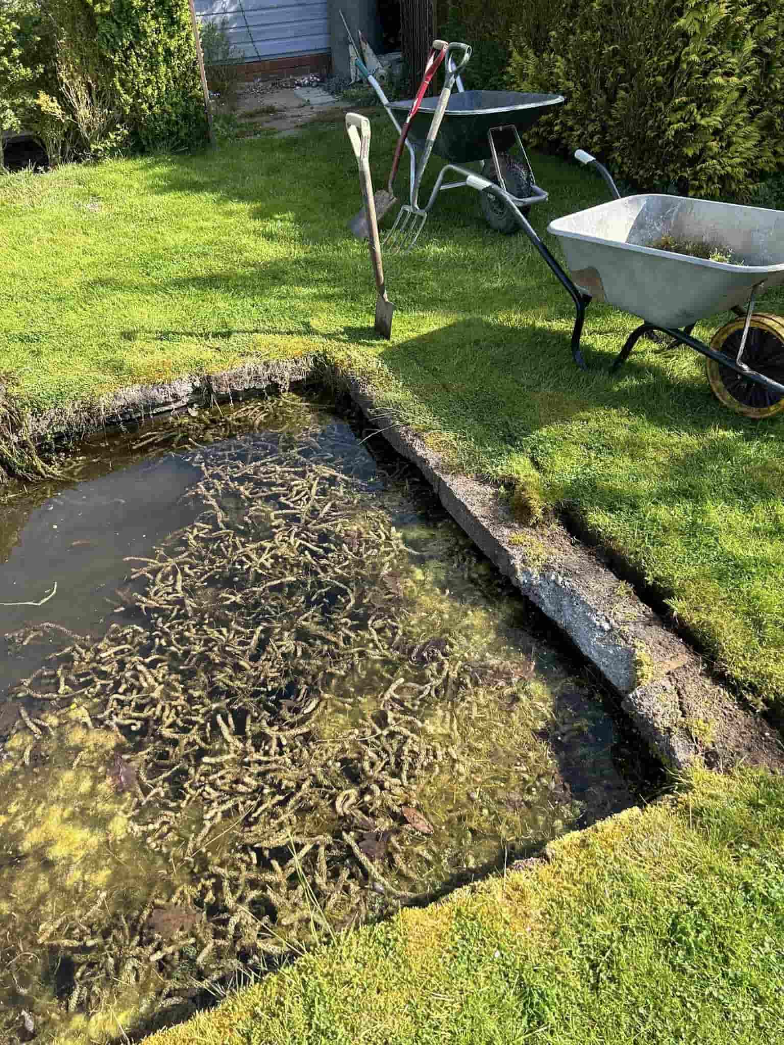 pond maintenance