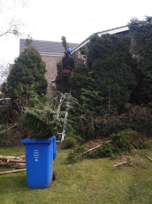 Tree surgeon removing branches